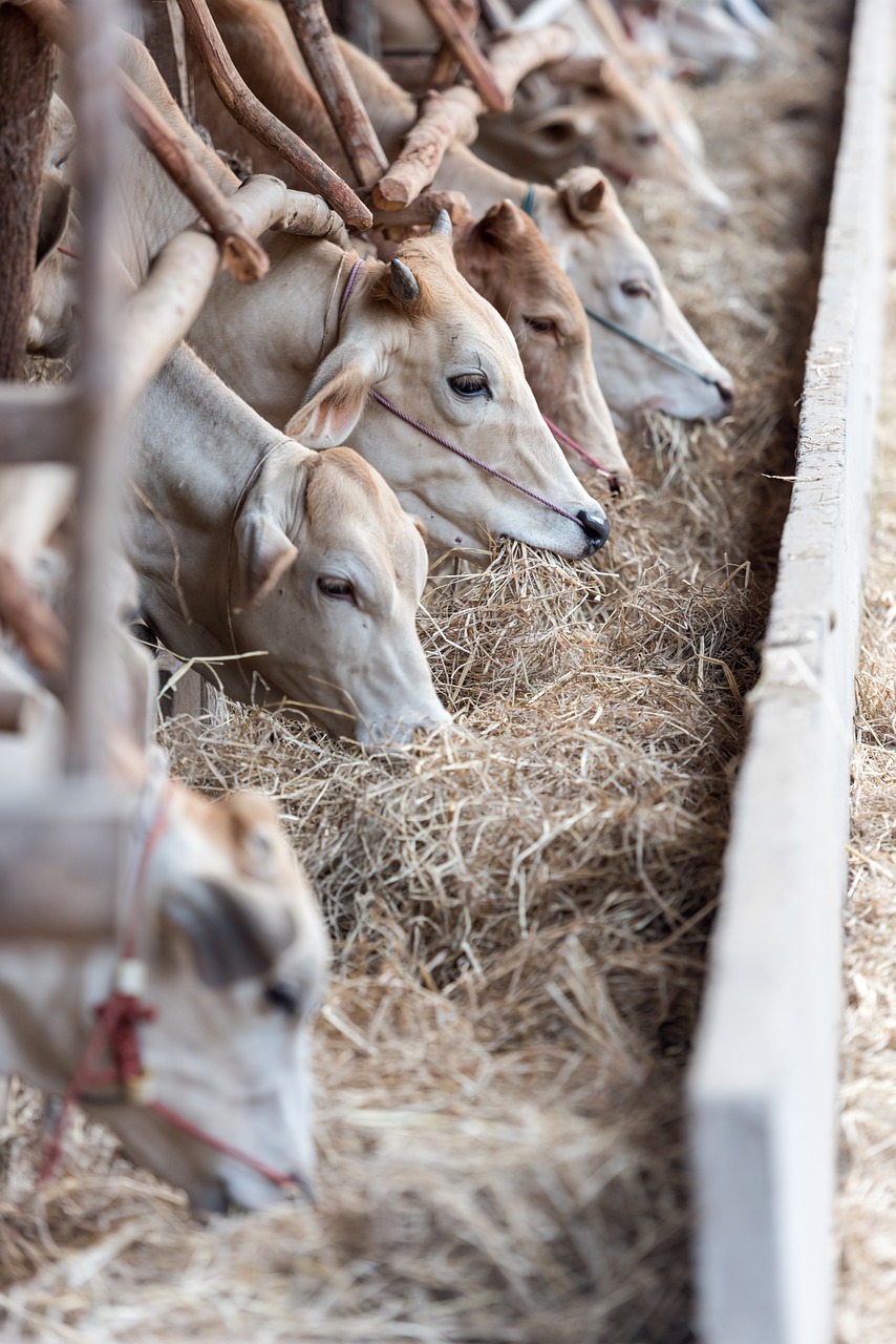livestock, cows, cattle, nature, animals, farm, feeding, eating, heads, mammal, milk production, ranch, countryside, farm animals