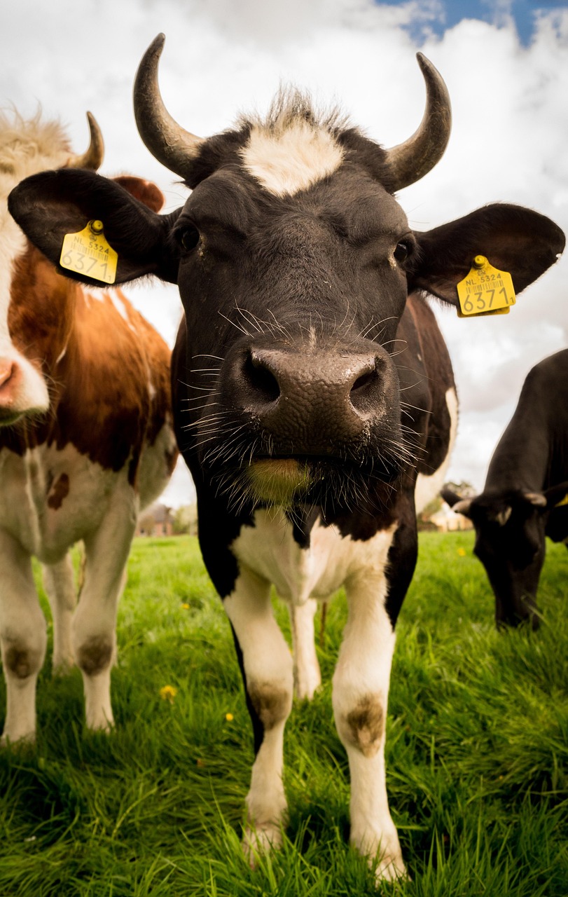 cow, animal, livestock, cattle, mammal, nature, dairy cow, farm, meadow, rural, countryside