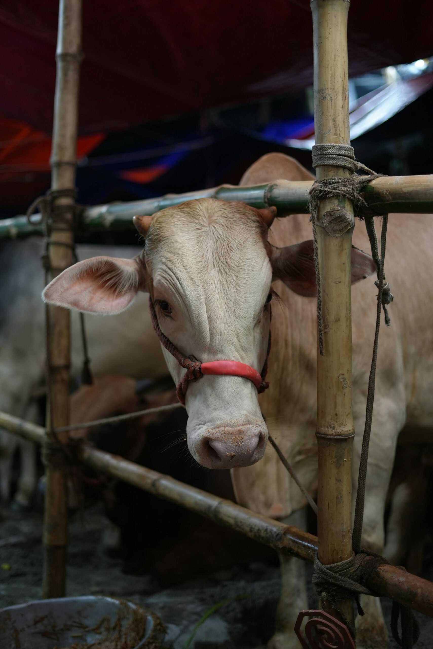 A cow tied up at a livestock market in Dhaka, Bangladesh, captured outdoors.